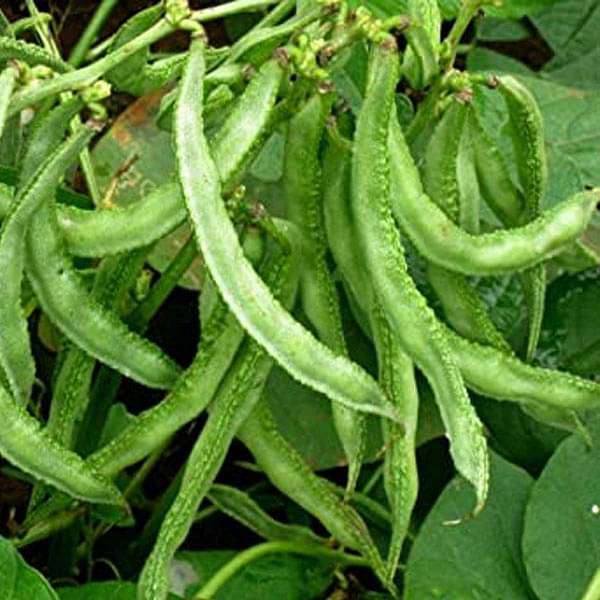Sem Phali, Lima Beans Vegetable Seeds